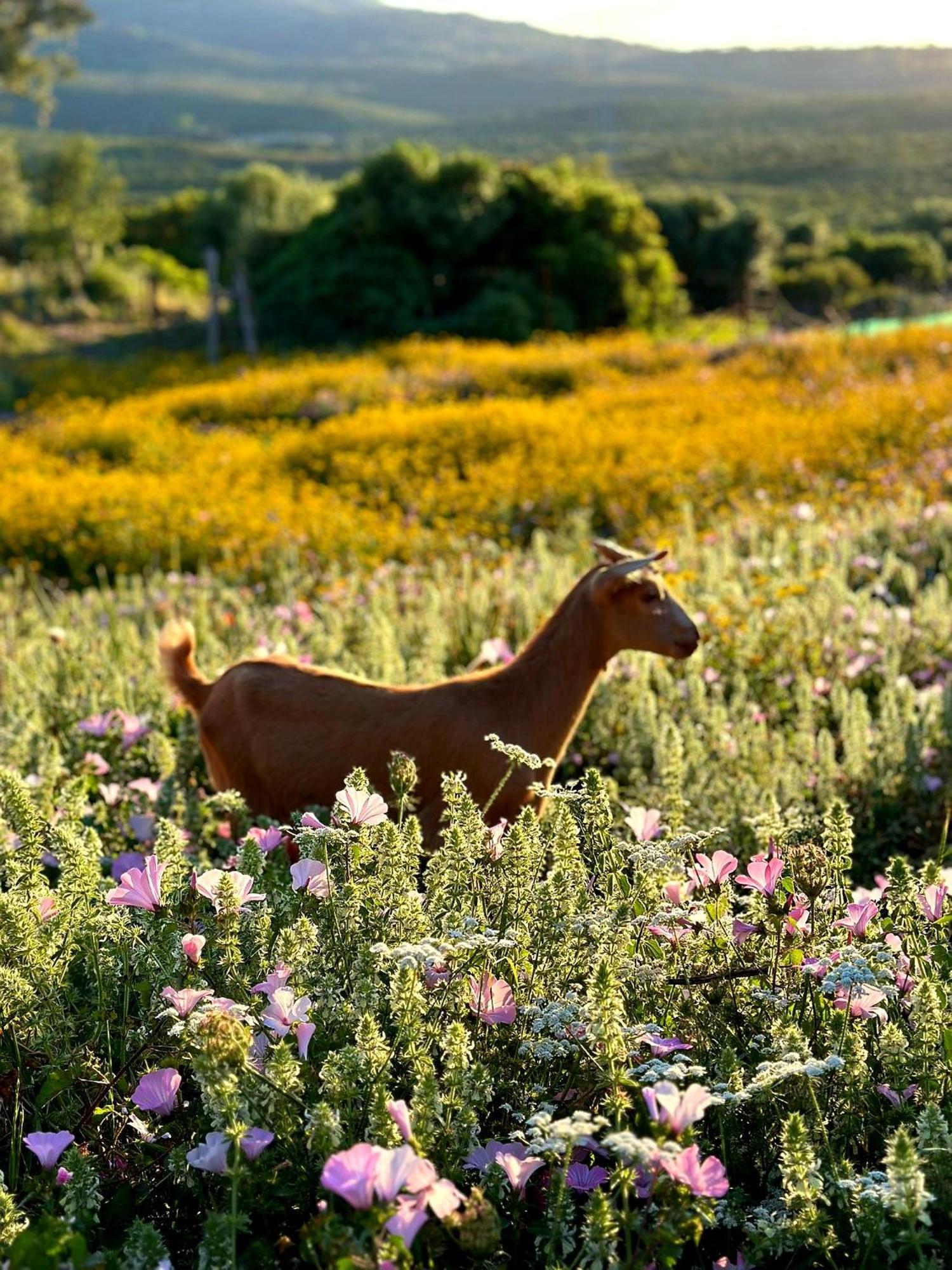Complejo Rural Del Molino Dorado *