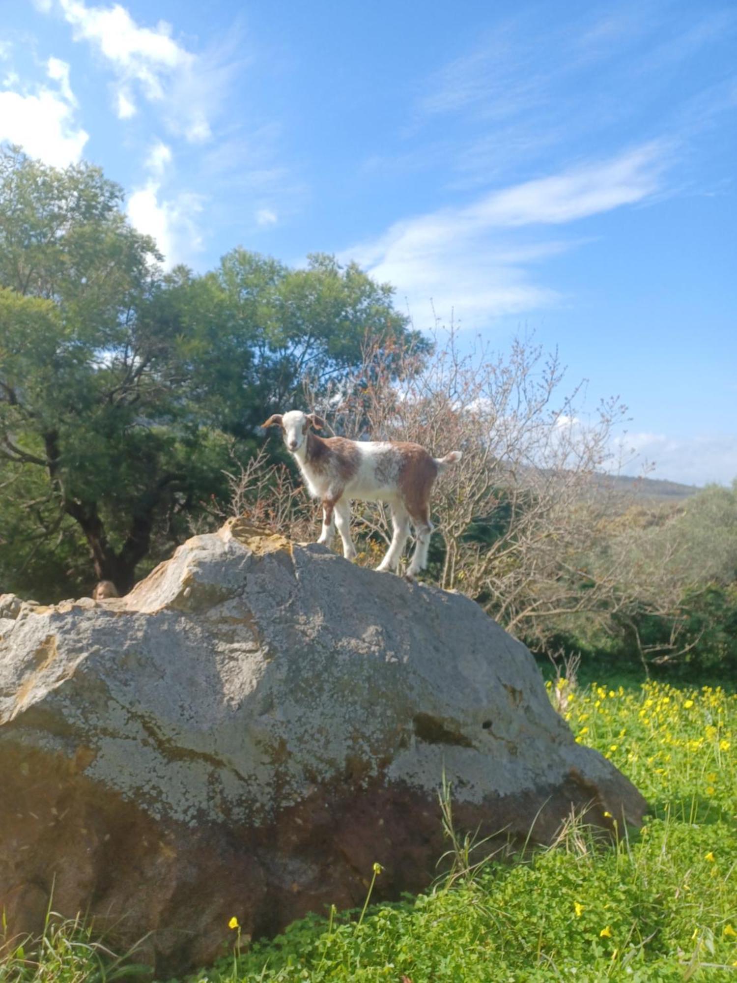 Complejo Rural Del Molino Dorado Facinas